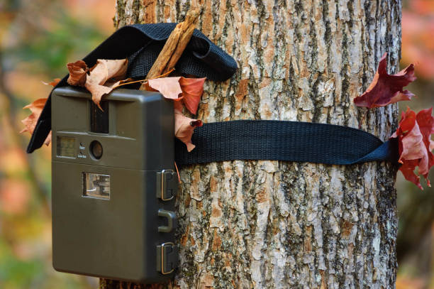 Où placer une caméra de chasse pour obtenir des images parfaites?